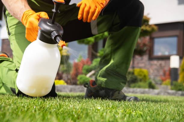 Best Rat Extermination Near Me  in St City, AR