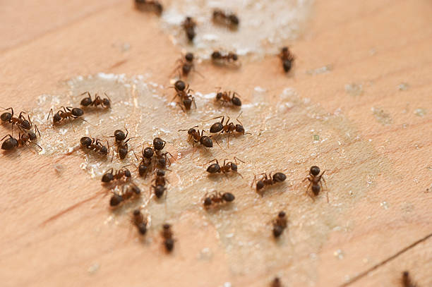 Best Insect Control  in St City, AR